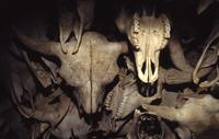 Buffalo skulls on display