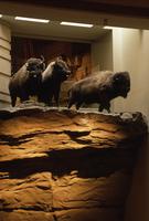 Buffalo and cliff