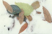 Leaves and ferns in snow