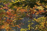 Fall foliage and river 