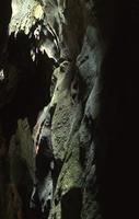 Rock, roots and sacred caves (panga) and sacred groves (kaya)