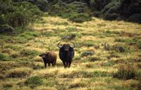 Water buffalo portraits at Mount Kenya