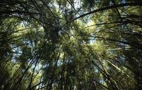 Bamboo forest on Mount Kenya