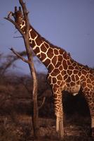 Giraffes --sunset light