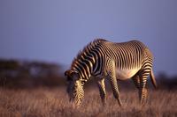 Zebras in sunset light