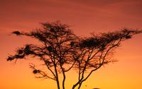 Acacia trees at sunset 