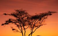Acacia trees at sunset 