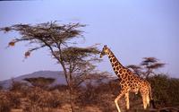 Giraffes, early morning light