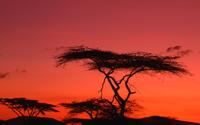 Sunset and acacia trees