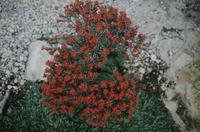 Red flowering plant