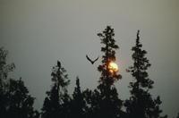 Eagle in flight; toward pine tree