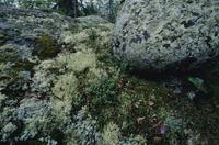Lichen, plants on forest floor