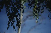 Reflecting pool, birch, willow