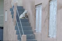 Dog on steps