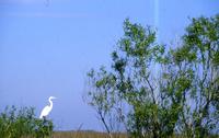 Egrets and fishermen