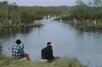 Egrets and fishermen