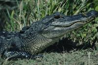 Alligator head, close-up