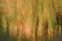 Abstract of reeds at Eco Pond