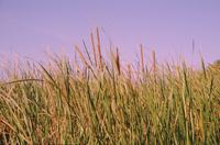 Reeds at Eco Pond