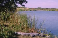 Alligator at Eco Pond