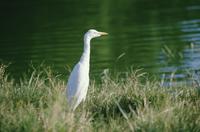 Egrets at Eco Pond