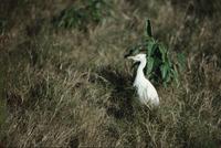 Egrets at Eco Pond