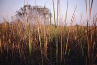 Reeds at Eco Pond