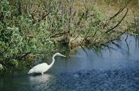 Roadside pond and great white heron