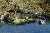 huge alligator