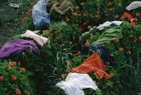 Laundry and colourful bushes