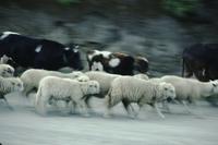 Panning animals on road to Calpi