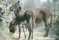 Burros on road