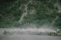 Man herding sheep in the dust