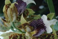 Close-ups of orchids