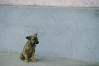 Dog by blue wall