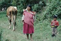Woman and child with cow