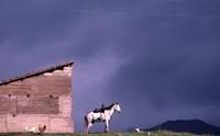 House and Horse In Rural Ecuador