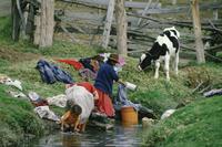 Women doing laundry in stream; cow tethered nearby