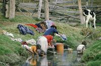 Women doing laundry in stream; cow tethered nearby