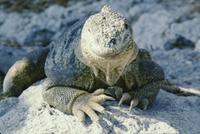 Galápagos iguanas
