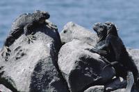 Galápagos iguanas on rocks on the beach