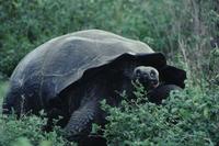 Large Galápagos turtle