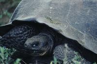 Large Galápagos turtle