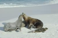 Sea lions on the beach sand