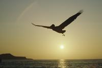 Galápagos coastal scene at dusk with birds