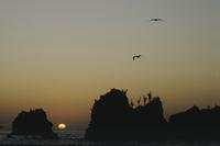 Galápagos coastal scene at dusk with birds