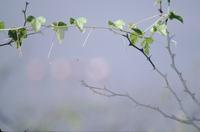 Leafy branch in the mist