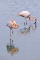 Flamingoes in the water