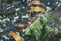Orange crabs scurrying on rocks