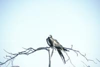 Frigatebird perched on a branch